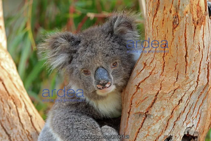 : Koala (Phascolarctos cinereus), adult, portrait : Koala (Phascolarctos cinereus), adult, portrait