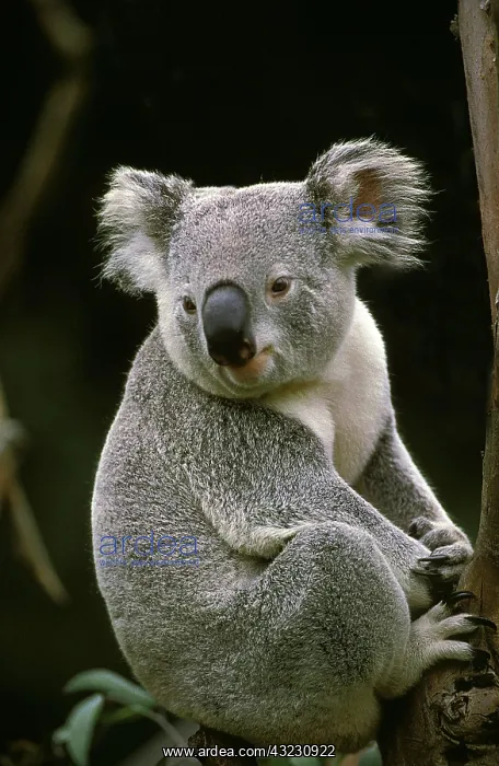 : Koala (phascolarctos cinereus), Adult sitting on : Koala (phascolarctos cinereus), Adult sitting on