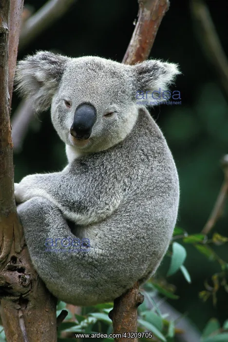 : Koala (phascolarctos cinereus), Adult standing on : Koala (phascolarctos cinereus), Adult standing on
