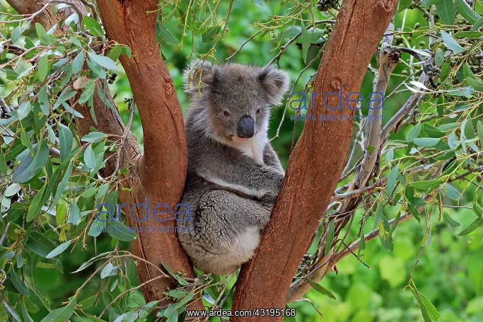 : Koala (Phascolarctos cinereus), adult, on tree : Koala (Phascolarctos cinereus), adult, on tree