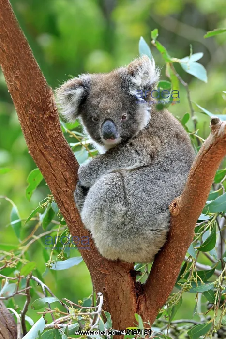 : Koala (Phascolarctos cinereus), adult, on tree : Koala (Phascolarctos cinereus), adult, on tree