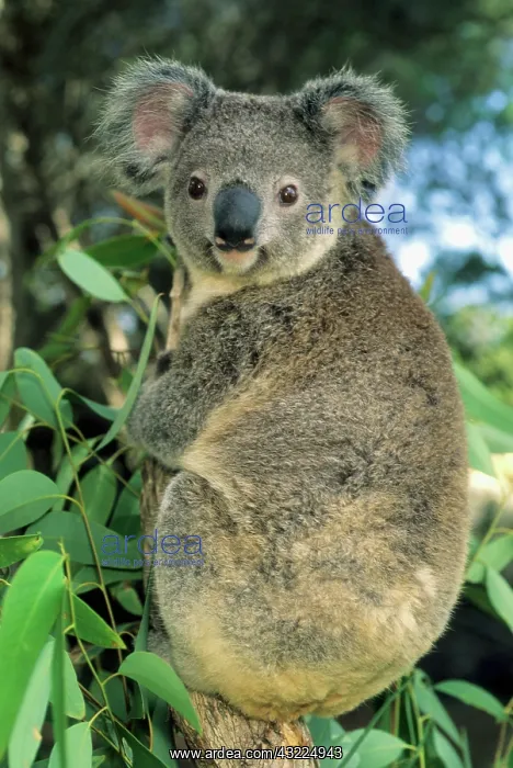 : Koala, (Phascolarctos cinereus), endangered : Koala, (Phascolarctos cinereus), endangered
