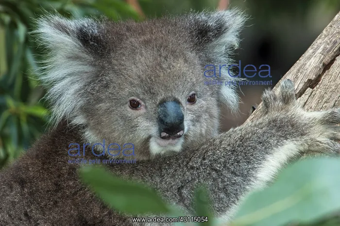 : Koala (Phascolarctos cinereus) in a eucalyptus tree looking towards camera : Koala (Phascolarctos cinereus) in a eucalyptus tree looking towards camera
