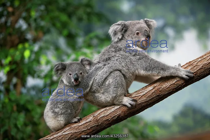  : Koala (phascolarctos cinereus), Female carrying