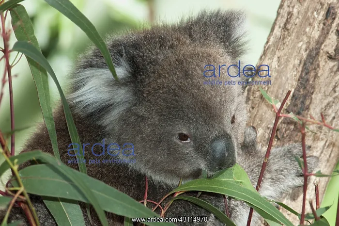 : Koala (Phascolarctos cinereus) female in a eucalyptus tree feeding on the leaves : Koala (Phascolarctos cinereus) female in a eucalyptus tree feeding on the leaves
