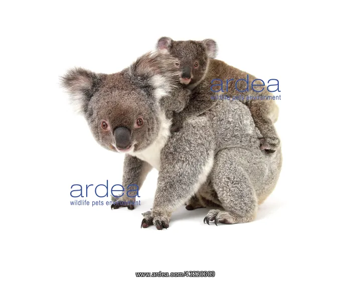  : Koala (Phascolarctos cinereus), female with pup