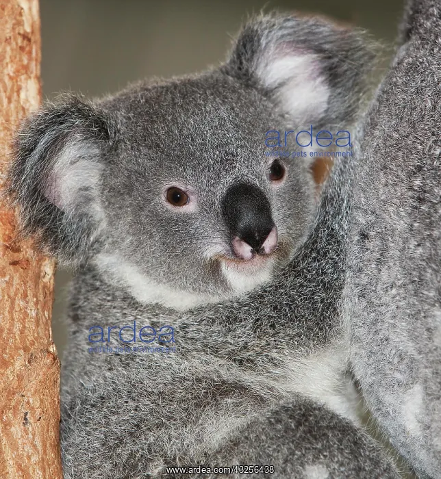  : Koala (phascolarctos cinereus), Female with Young