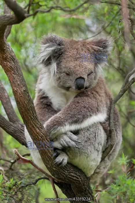  : The Koala (Phascolarctos cinereus) is an iconic