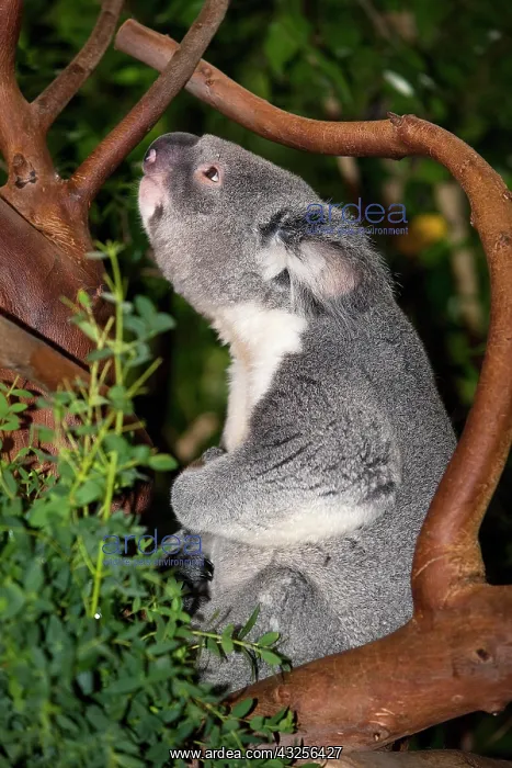 : Koala (phascolarctos cinereus), Male calling : Koala (phascolarctos cinereus), Male calling