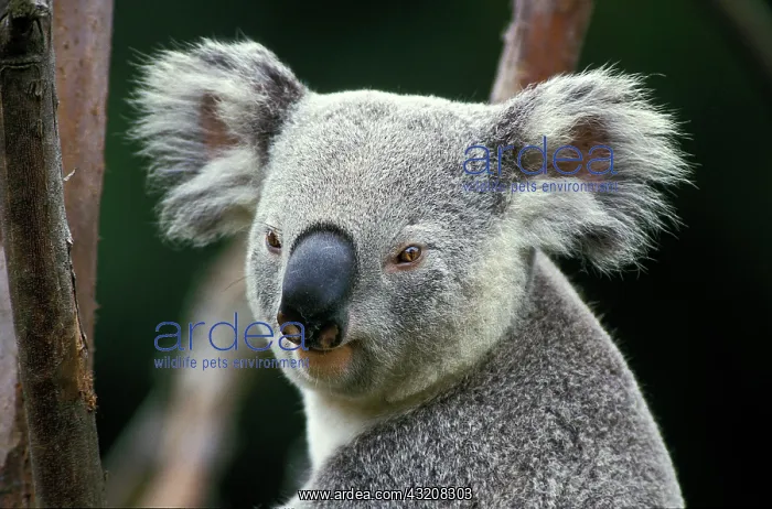 : Koala (phascolarctos cinereus), Portrait of Adult : Koala (phascolarctos cinereus), Portrait of Adult