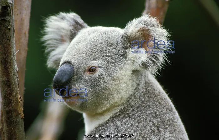 : Koala (phascolarctos cinereus), Portrait of Adult : Koala (phascolarctos cinereus), Portrait of Adult