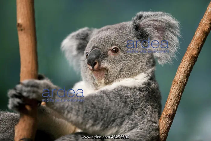 : Koala (phascolarctos cinereus), Portrait of Female : Koala (phascolarctos cinereus), Portrait of Female