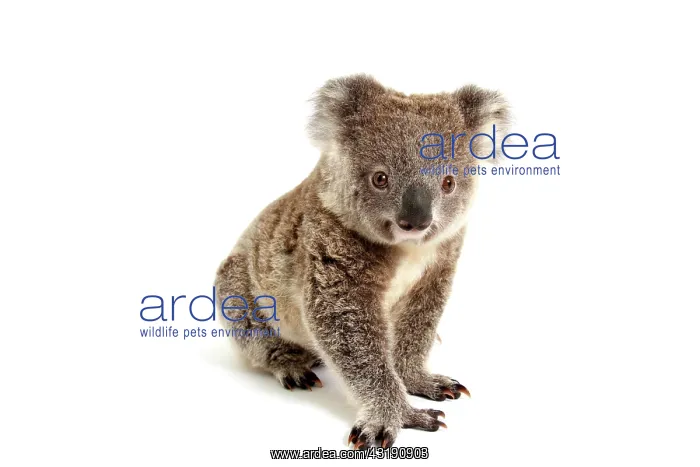 : Koala (Phascolarctos cinereus), pup : Koala (Phascolarctos cinereus), pup