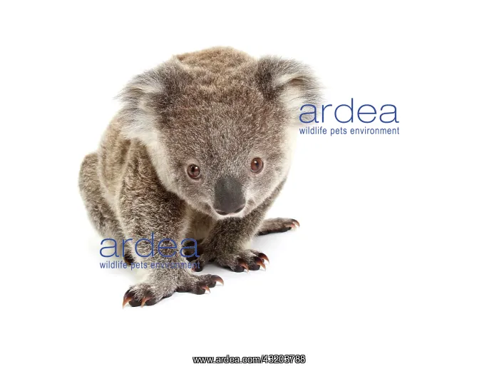 : Koala (Phascolarctos cinereus), pup : Koala (Phascolarctos cinereus), pup