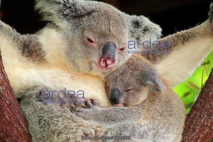 : Koala (Phascolarctos cinereus) with pup, Australia : Koala (Phascolarctos cinereus) with pup, Australia