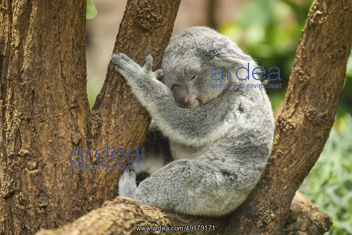 : Koala (Phascolarctos cinereus) sitting on a tree : Koala (Phascolarctos cinereus) sitting on a tree