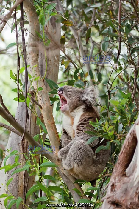 : Koala (Phascolarctos cinereus) in tree : Koala (Phascolarctos cinereus) in tree