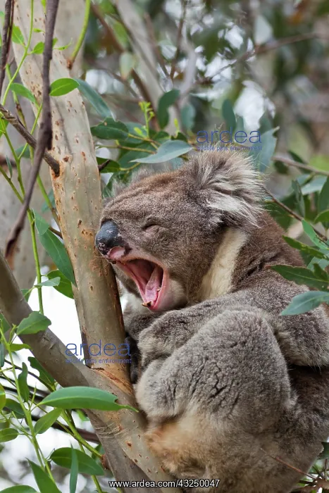 : Koala (Phascolarctos cinereus) in tree : Koala (Phascolarctos cinereus) in tree