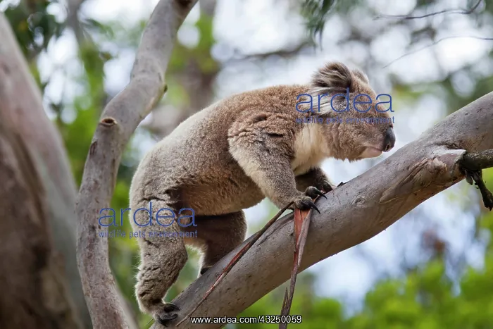 : Koala (Phascolarctos cinereus) in tree : Koala (Phascolarctos cinereus) in tree
