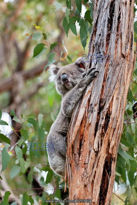 : Koala (Phascolarctos cinereus) in tree : Koala (Phascolarctos cinereus) in tree