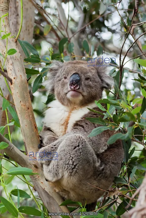 : Koala (Phascolarctos cinereus) in tree : Koala (Phascolarctos cinereus) in tree