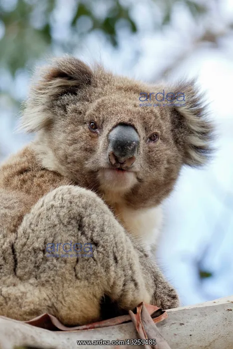  : Koala (Phascolarctos cinereus) in tree