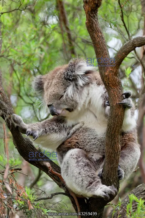 : Koala (Phascolarctos cinereus) in tree : Koala (Phascolarctos cinereus) in tree