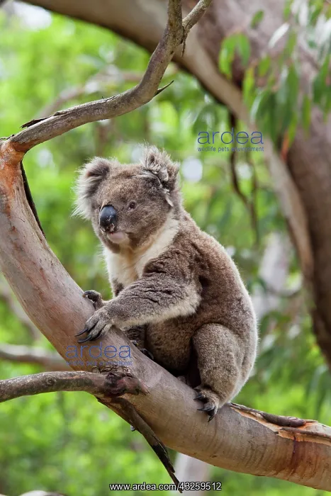 : Koala (Phascolarctos cinereus) in tree : Koala (Phascolarctos cinereus) in tree