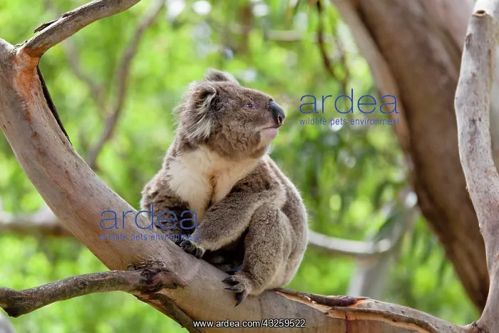 : Koala (Phascolarctos cinereus) in tree : Koala (Phascolarctos cinereus) in tree