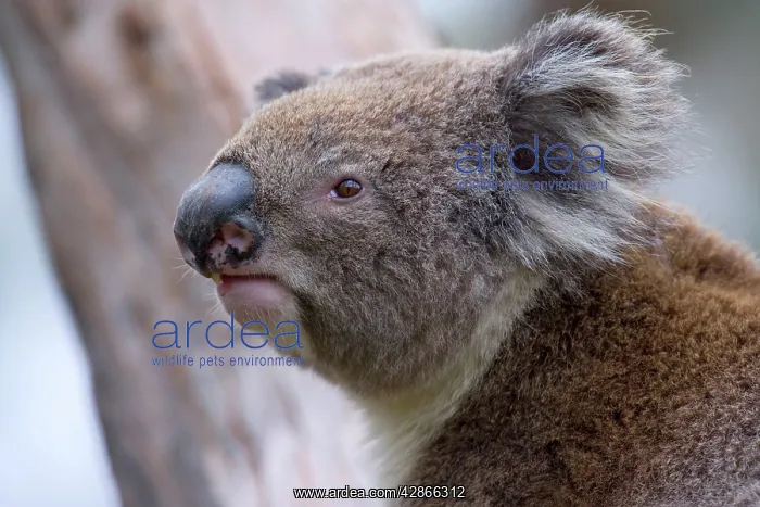 : Koala - side portrait of an adult : Koala - side portrait of an adult