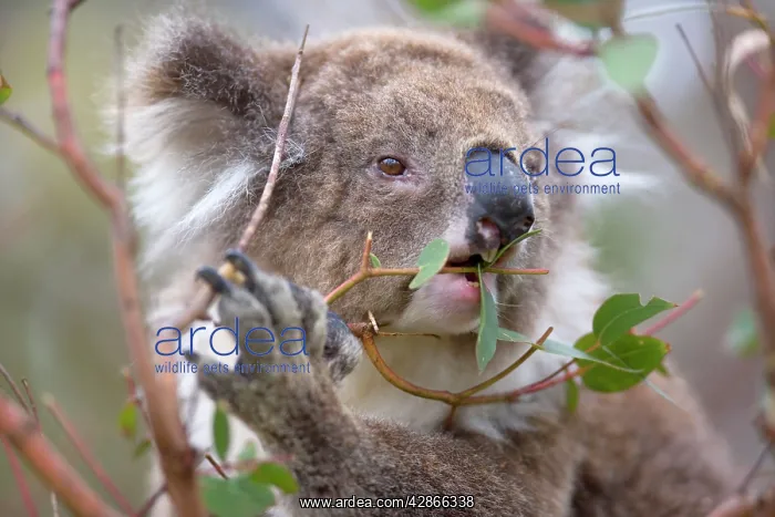 : Koala - portrait of an adult feeding on the tough : Koala - portrait of an adult feeding on the tough