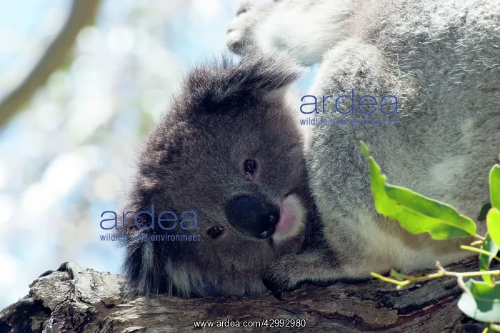 : Koala - resting : Koala - resting