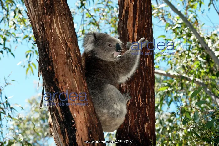 : Koala - resting : Koala - resting
