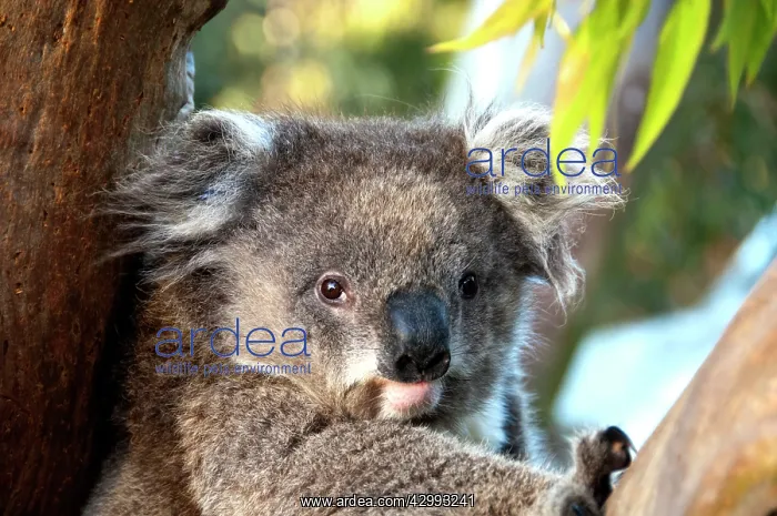 : Koala - resting : Koala - resting
