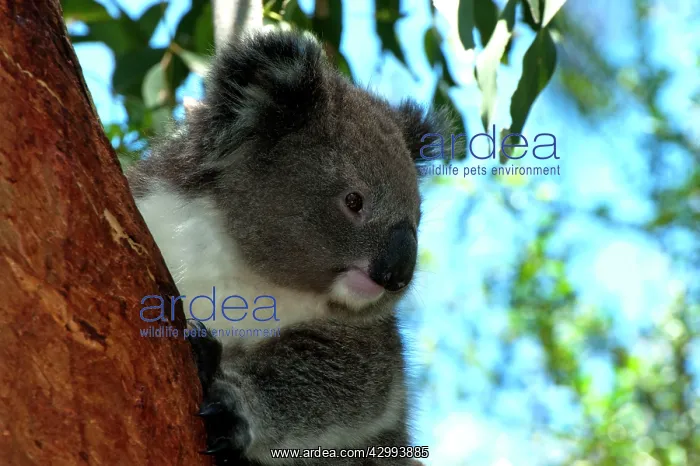 : Koala - resting : Koala - resting