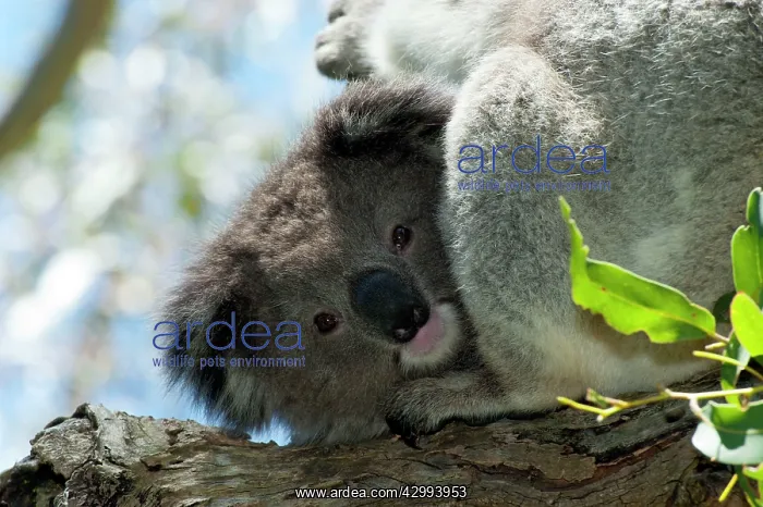 : Koala - resting : Koala - resting