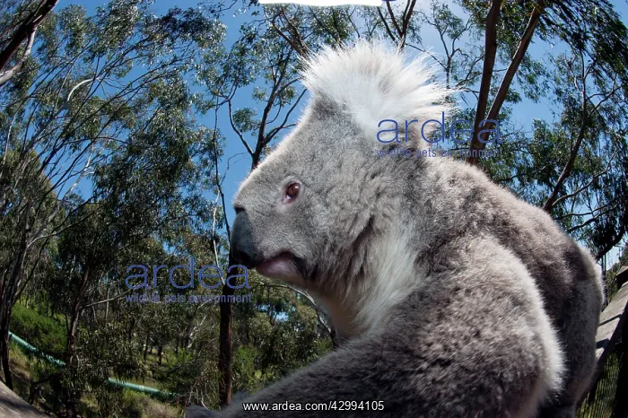 : Koala - resting : Koala - resting
