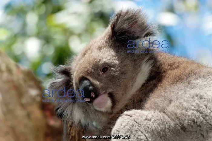 : Koala - resting : Koala - resting