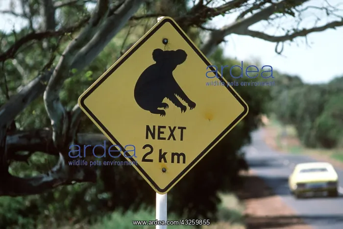 : KOALA ROAD SIGN : KOALA ROAD SIGN