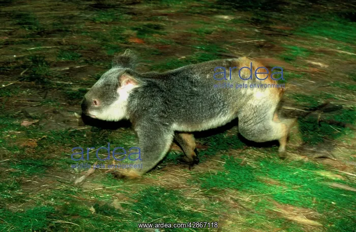 : Koala - Running along ground : Koala - Running along ground