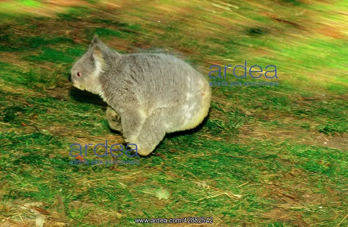 : Koala - Running on ground : Koala - Running on ground