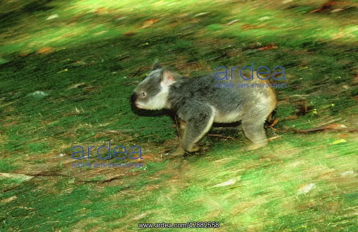 : Koala - Running on ground : Koala - Running on ground