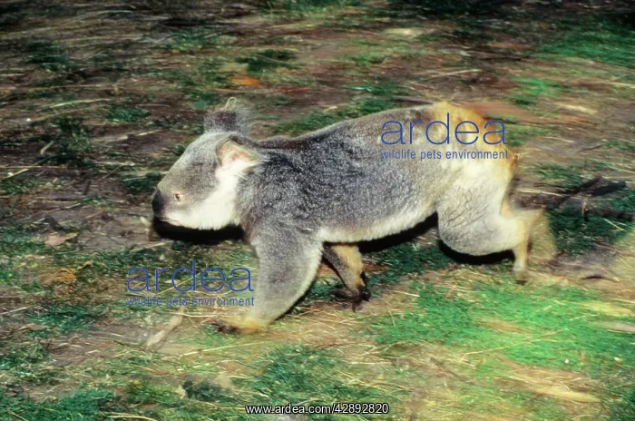 : Koala - running on ground : Koala - running on ground