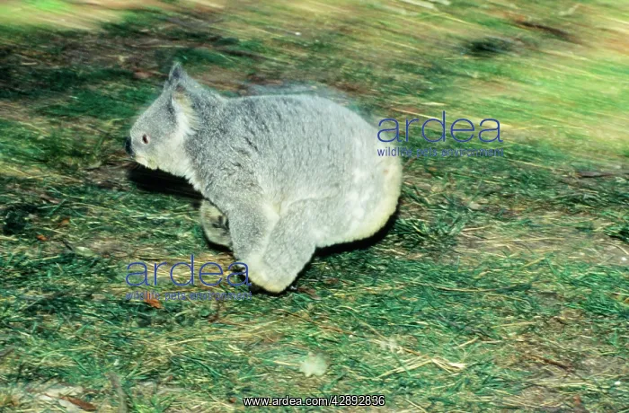 : Koala - running on ground : Koala - running on ground