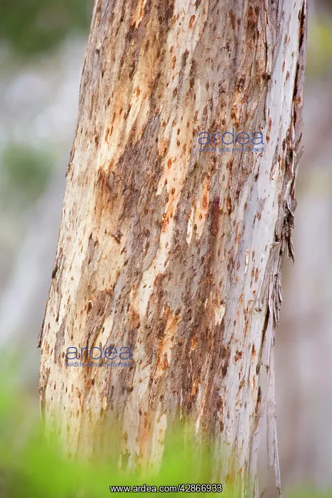: Koala scratch marks - deep marks on a Manna Gum : Koala scratch marks - deep marks on a Manna Gum