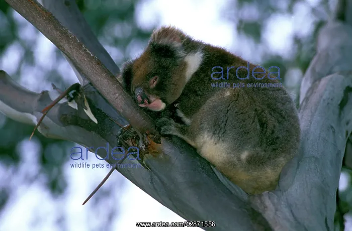 : Koala - Sleeping in fork of tree : Koala - Sleeping in fork of tree