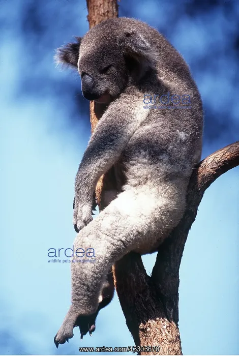 : KOALA - sleeping in tree : KOALA - sleeping in tree