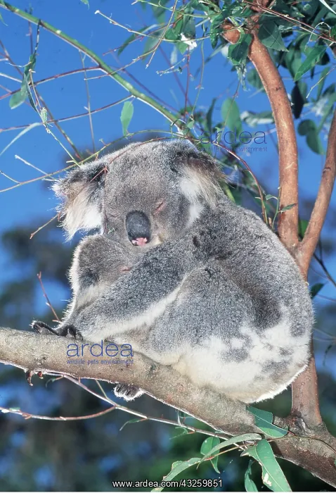 : KOALA - sleeping in tree with baby : KOALA - sleeping in tree with baby