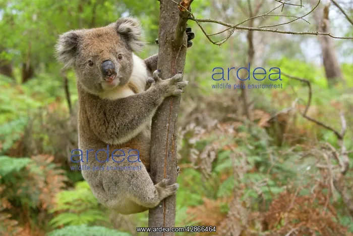 : Koala - strong male : Koala - strong male