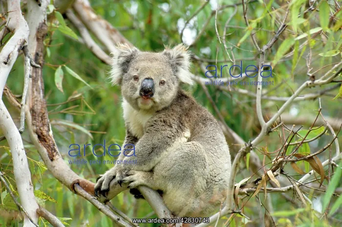 : Koala - in tree : Koala - in tree